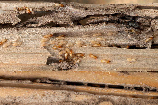 Best Residential Pest Control  in Lakewood Park, TN