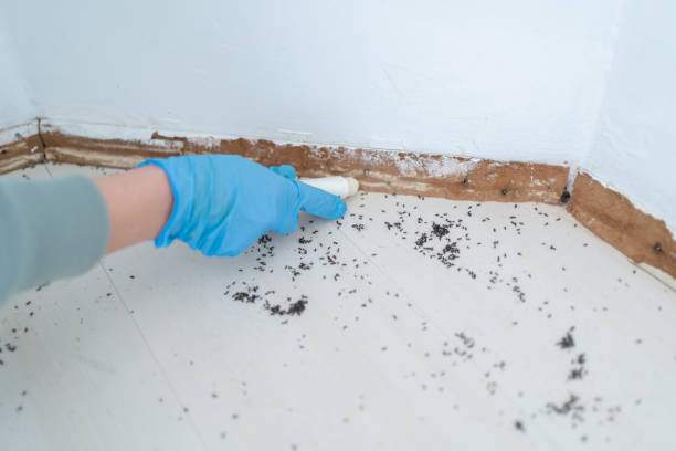 Best Insect Control  in Lakewood Park, TN